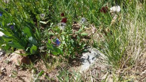 I think because we encountered no snow to pass through, that these were virgin flowers.  I felt so lucky and grateful.