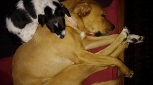 These dogs know their roles well